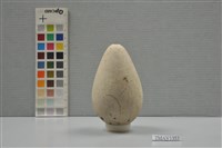 藏品(普通海鴉鳥卵)的圖片